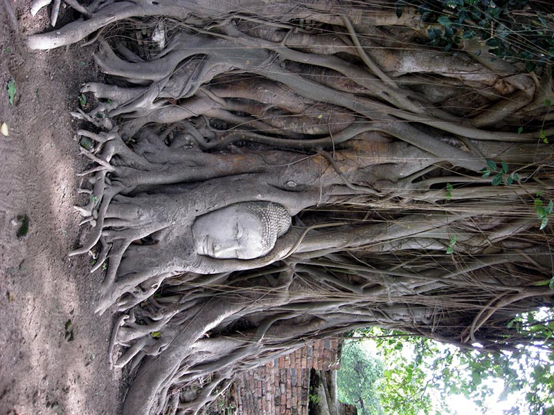 Голова Будды в корнях дерева