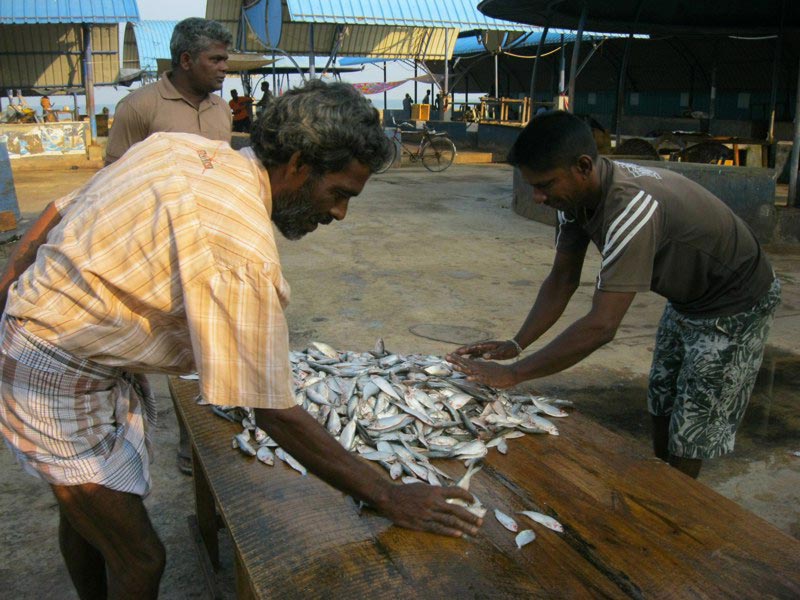 Ближний рыбный рынок в Негомбо