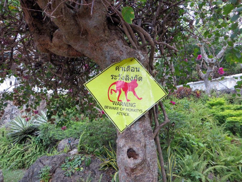 Предупреждения по поводу обезьян висят не зря