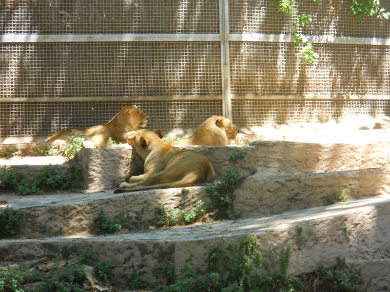  Барселона и зоопарк